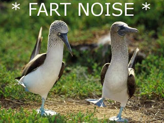 Fart-noise-birds